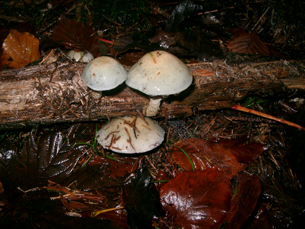 15 cbampignons