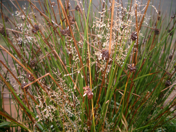 17 agrostis et joncs