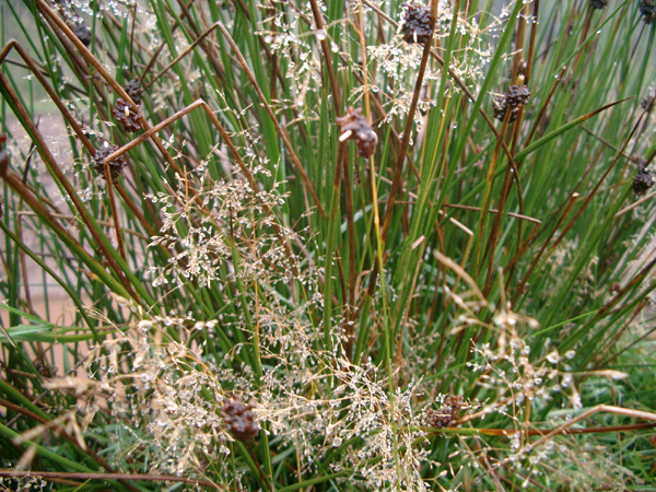 18 agrostis et joncs