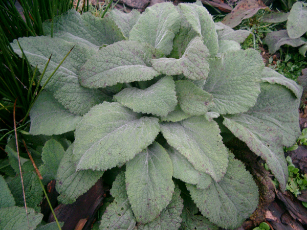 19 rosette de digitale