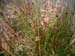 17 agrostis et joncs