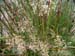 18 agrostis et joncs
