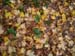 20 feuilles mortes