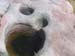 chatte pendue juillet 020