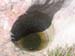 chatte pendue juillet 021