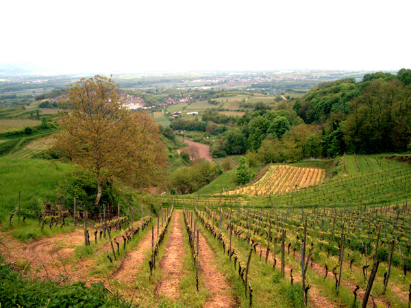 40Vignes vers Freiburg