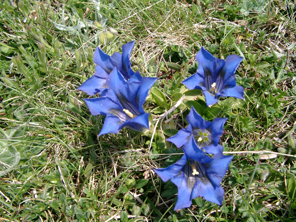 036
